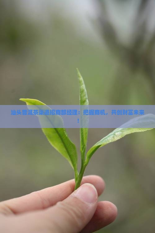 汕头普洱茶渠道招商部经理