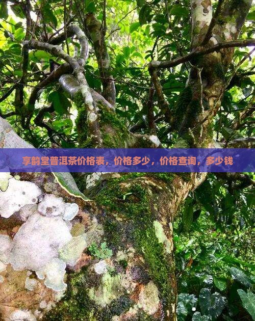 享韵堂普洱茶价格
