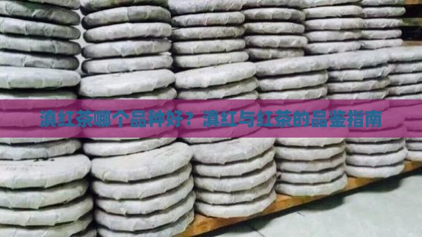滇红茶那一个品种好呢