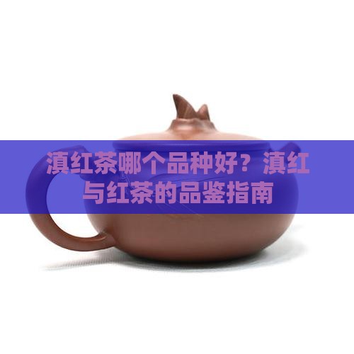 滇红茶那一个品种好呢