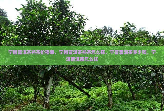 宁园普洱茶熟茶