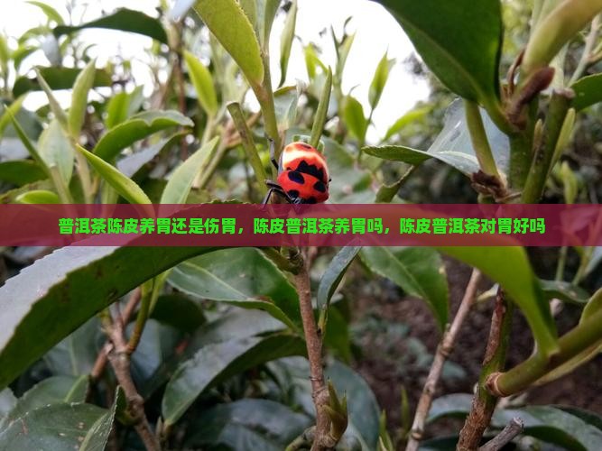 普洱茶陈皮养胃还是伤胃