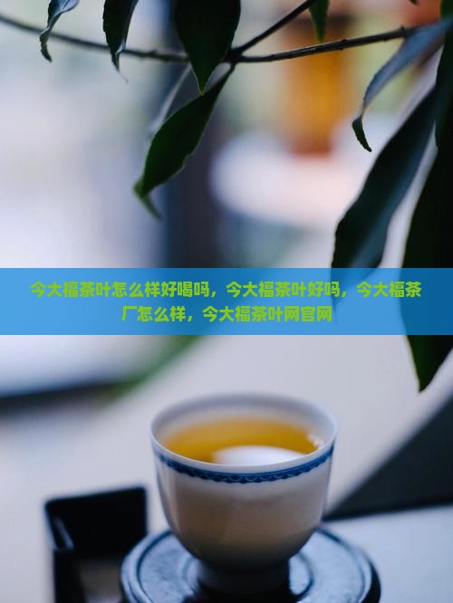 今大福茶叶怎么样
