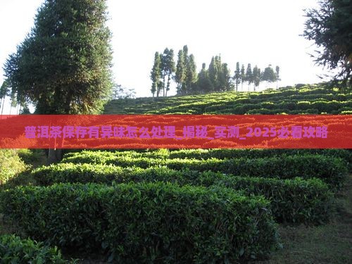 普洱茶保存有异味怎么处理