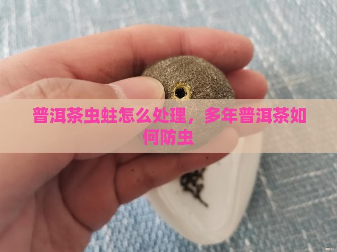 普洱茶太多年了蛀虫了