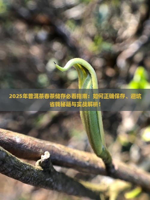 普洱茶春茶怎么储存