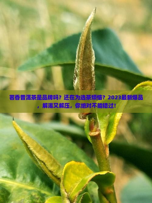 茗香普洱茶是品牌吗