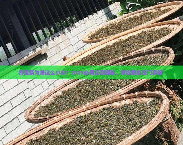 普洱茶为什么很少人喝过