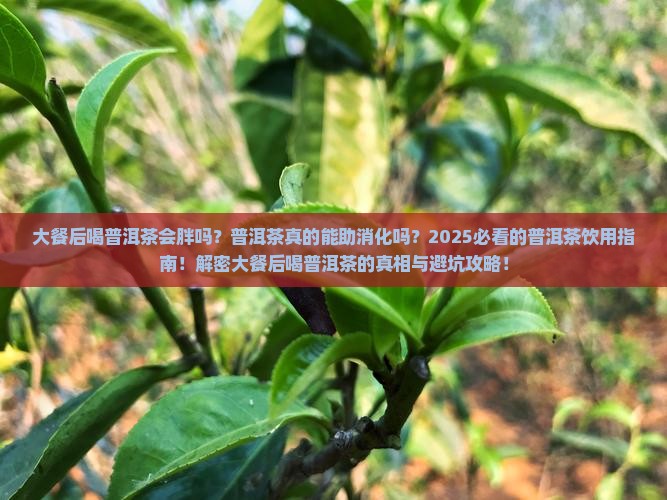大餐后喝普洱茶吗