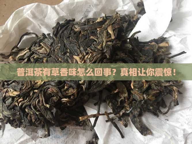 普洱茶有草香味怎么回事