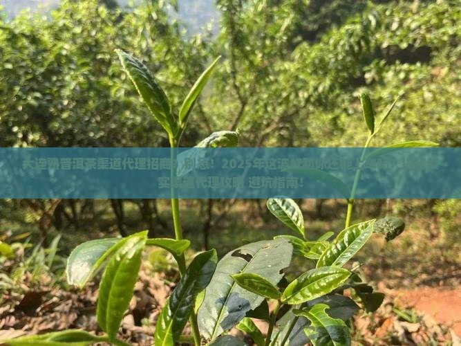 大连熟普洱茶渠道代理招商