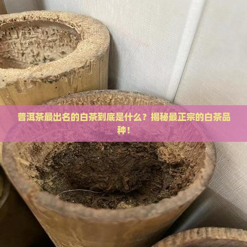 普洱茶最出名的白茶