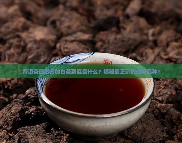 普洱茶最出名的白茶