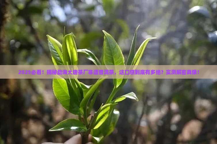 勐海大唐茶厂非遗普洱茶