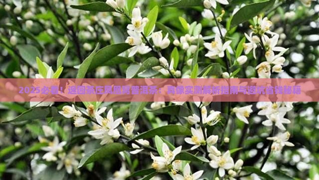 逸园茶庄凤凰窝普洱茶