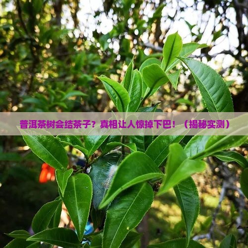 普洱茶树有茶子吗
