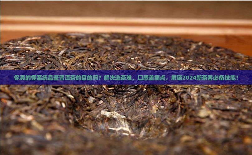 系统品鉴普洱茶的目的有哪些
