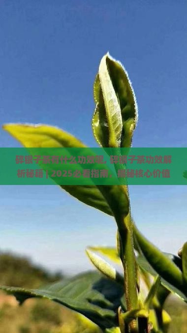碎银子茶有什么功效呢