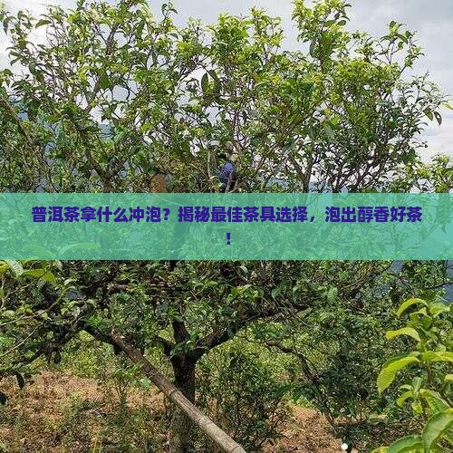普洱茶拿什么冲泡