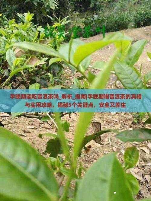 孕晚期能吃普洱茶吗