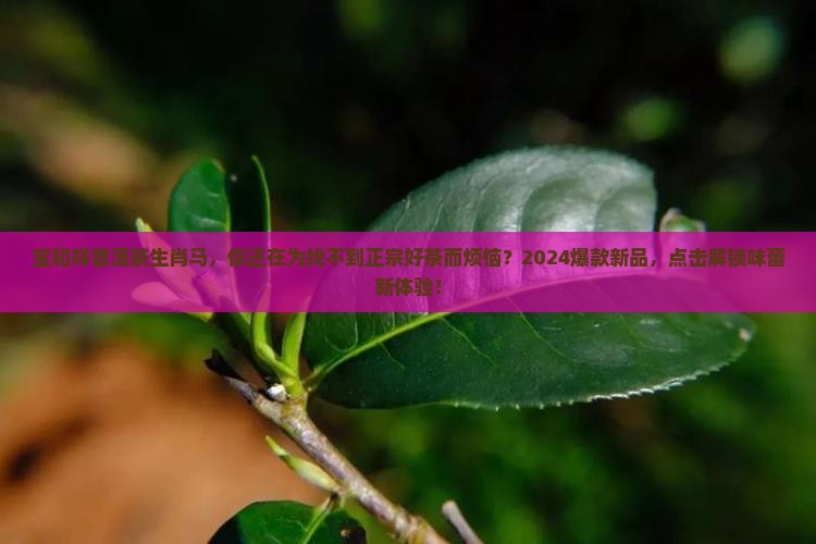 宝和祥普洱茶生肖马