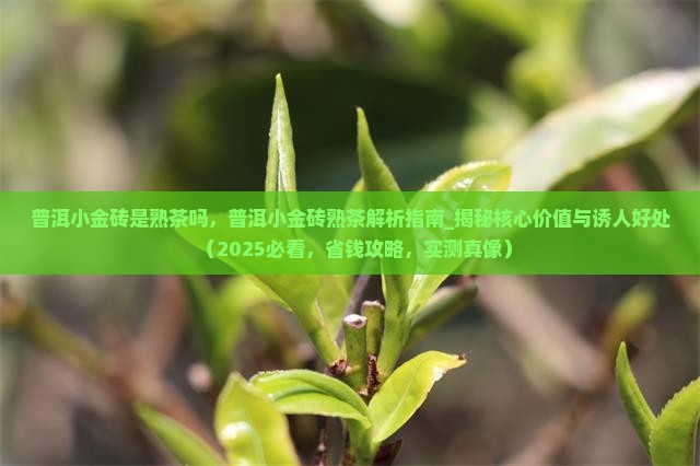 普洱小金砖是熟茶吗