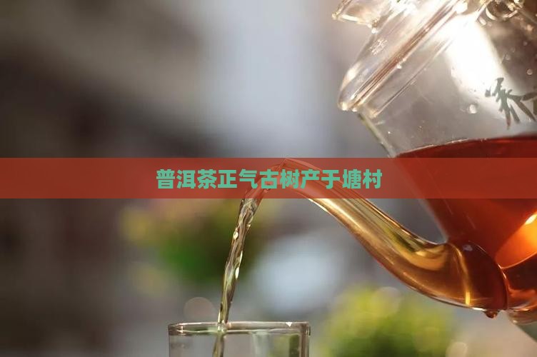 普洱茶产区正气塘