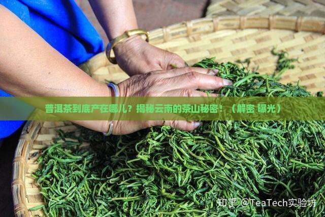 普洱茶生长于什么省