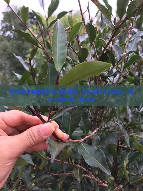 普洱茶冲泡后有灰尘味