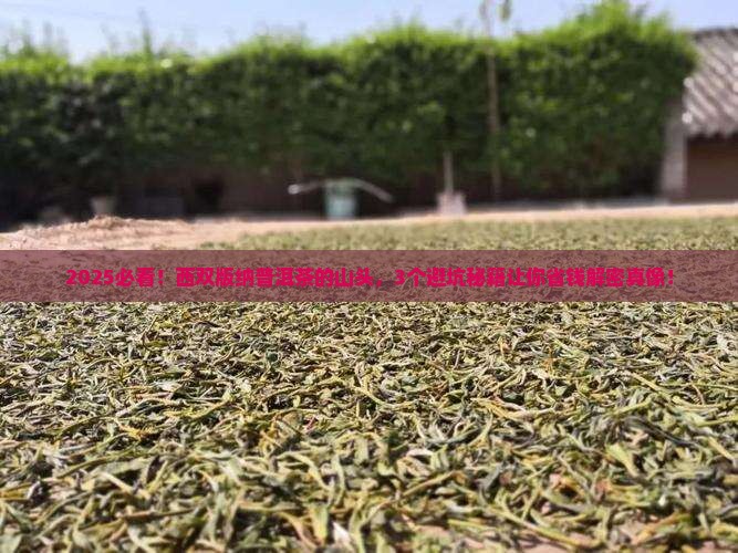 西双版纳普洱茶的山头