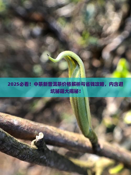 中茶出品新普洱茶价格一览表