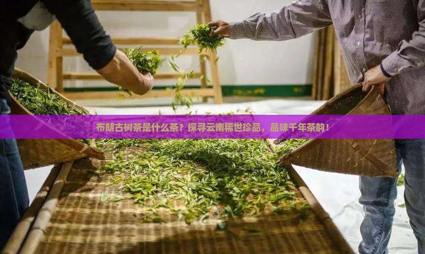 布朗古树茶是什么茶