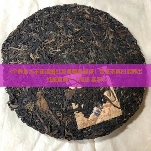 普洱茶养红龙鱼
