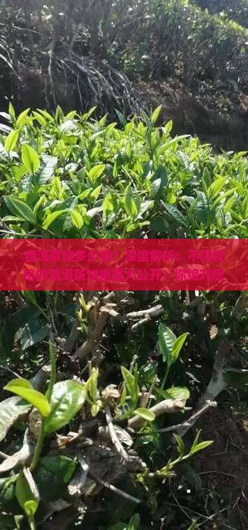 普洱茶饼多少重