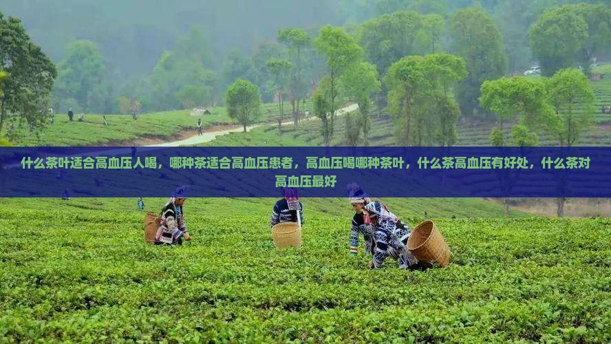 什么茶叶适合高血压人喝