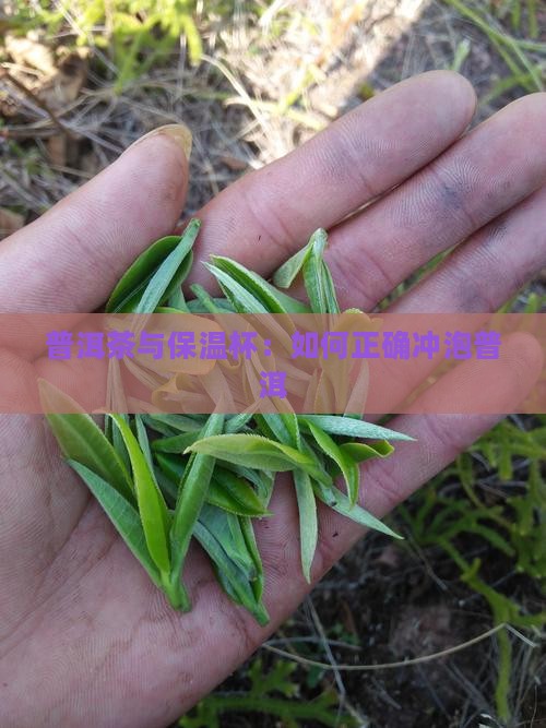 普洱茶怎样用保温杯