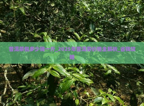 普洱茶包多少钱一斤