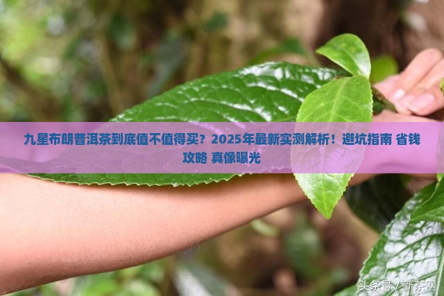九星布朗普洱茶