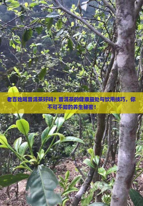老百姓喝普洱茶好吗