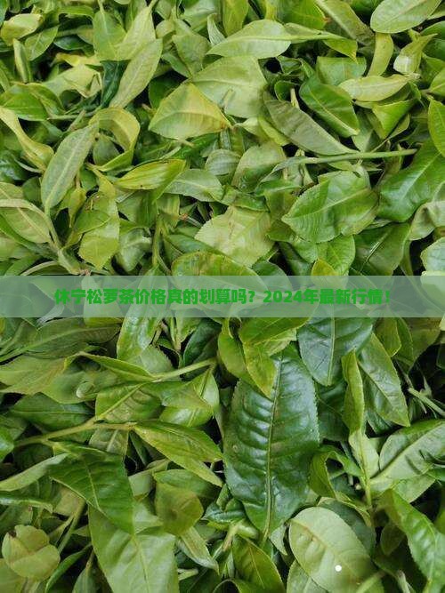 休宁松萝茶价格