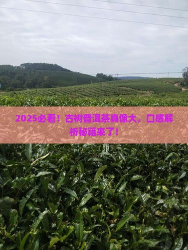 古树普洱茶特点和口感