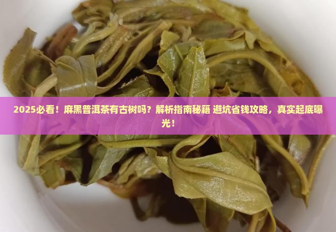 麻黑普洱茶有古树吗