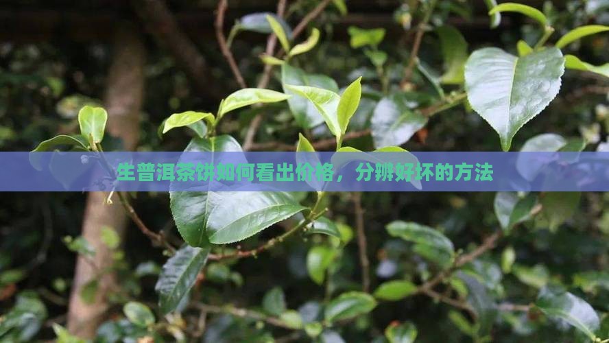 生普洱茶饼如何看出价格