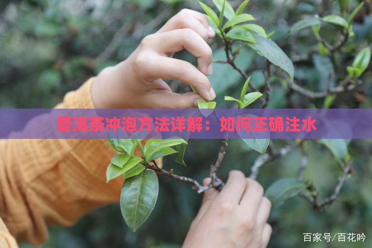 冲泡普洱茶注水