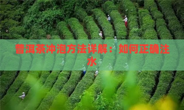 冲泡普洱茶注水