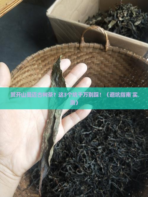 贺开山曼迈古树茶
