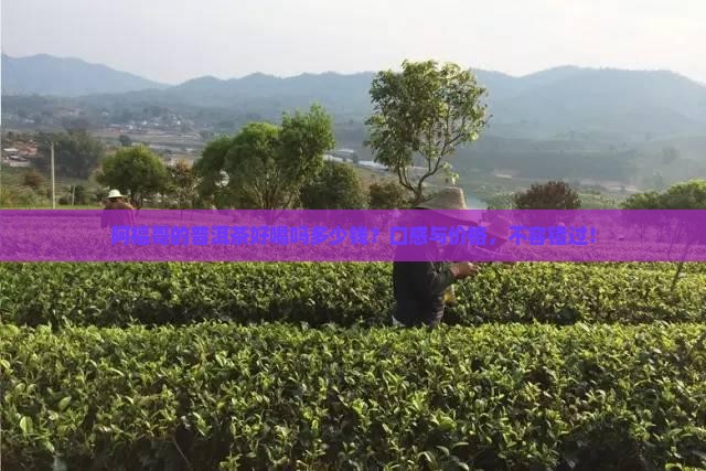 阿福哥的普洱茶好喝吗多少钱