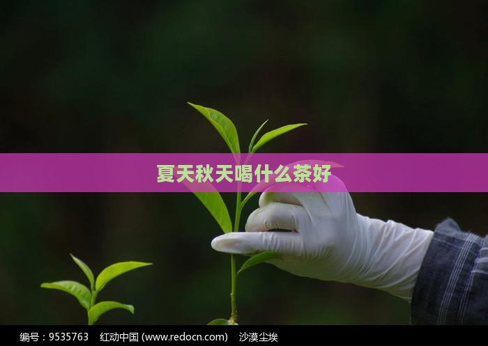 夏天秋天喝什么茶好
