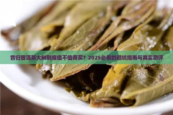 昔归普洱茶大树