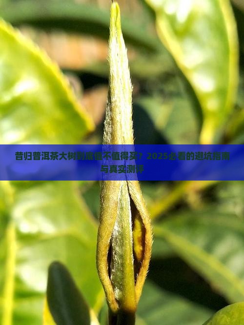 昔归普洱茶大树